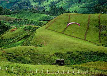 Munnar - Thekkady