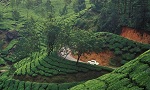 Cochin – Munnar
