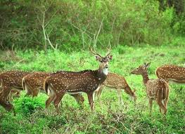 Wildlife Tour Kerala